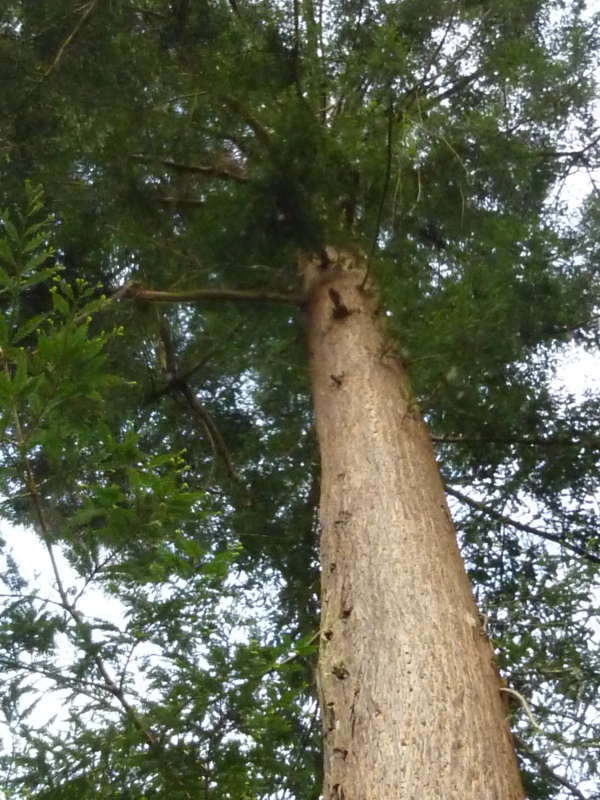 Annexe Séquoia sempervirens 1.png
