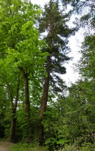 Annexe Séquoia sempervirens complet.png