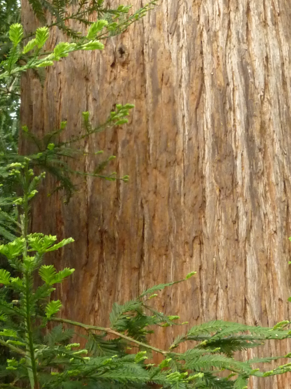 Annexe séquoia sempervirens tronc.png