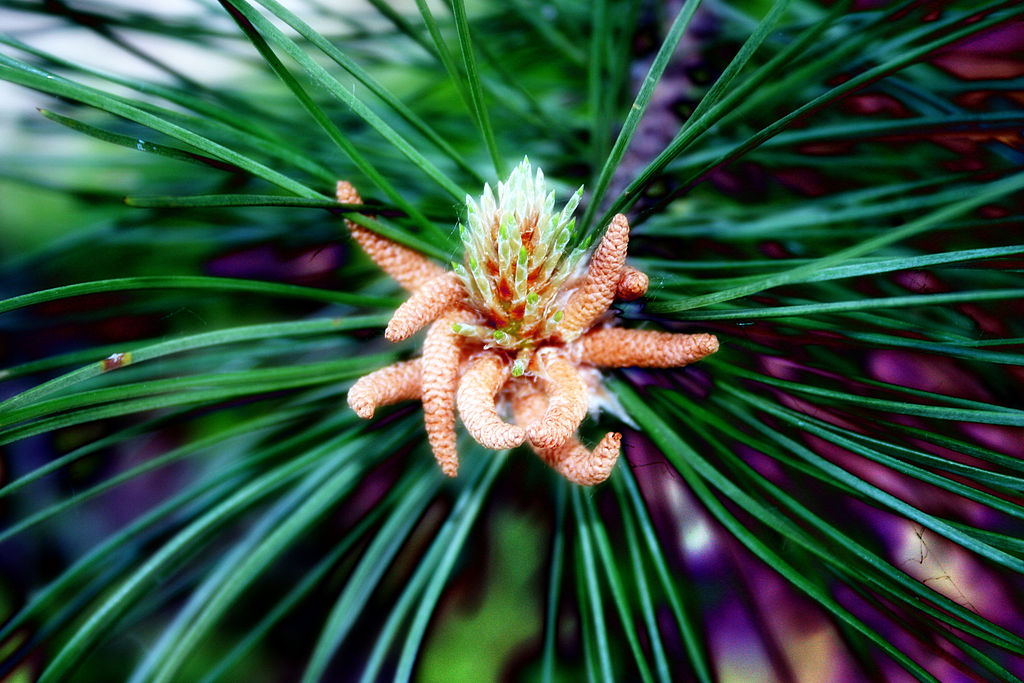 Annexe 1024px-Pine_flowers.jpg
