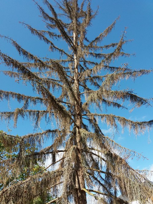 Annexe epicea jardin.jpg