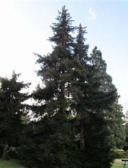 Annexe epicea snv.jussieu.fr.jpg