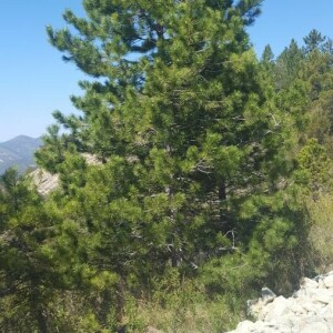 Annexe Pinus nigra Arnold.jpg