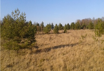 Annexe Pinede Savart Champagne crayeuse.jpg