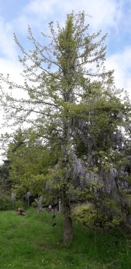 Annexe 95977385_275117186983246_5716103778755674112_n.jpg