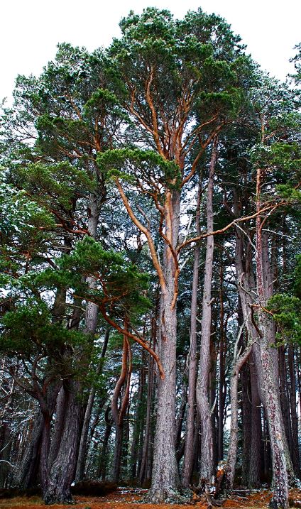 Annexe Pinus_sylvestris_Nethybridge.jpg