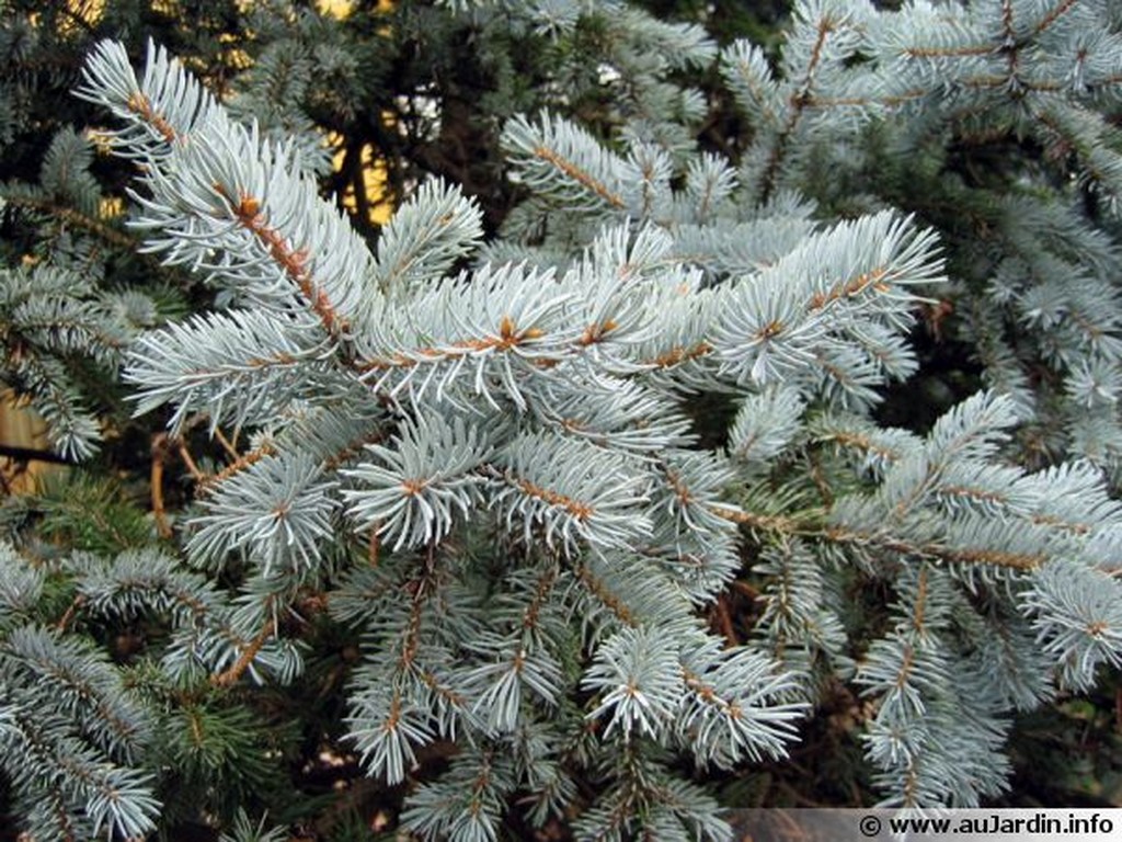 Annexe epicea-pungens.jpg