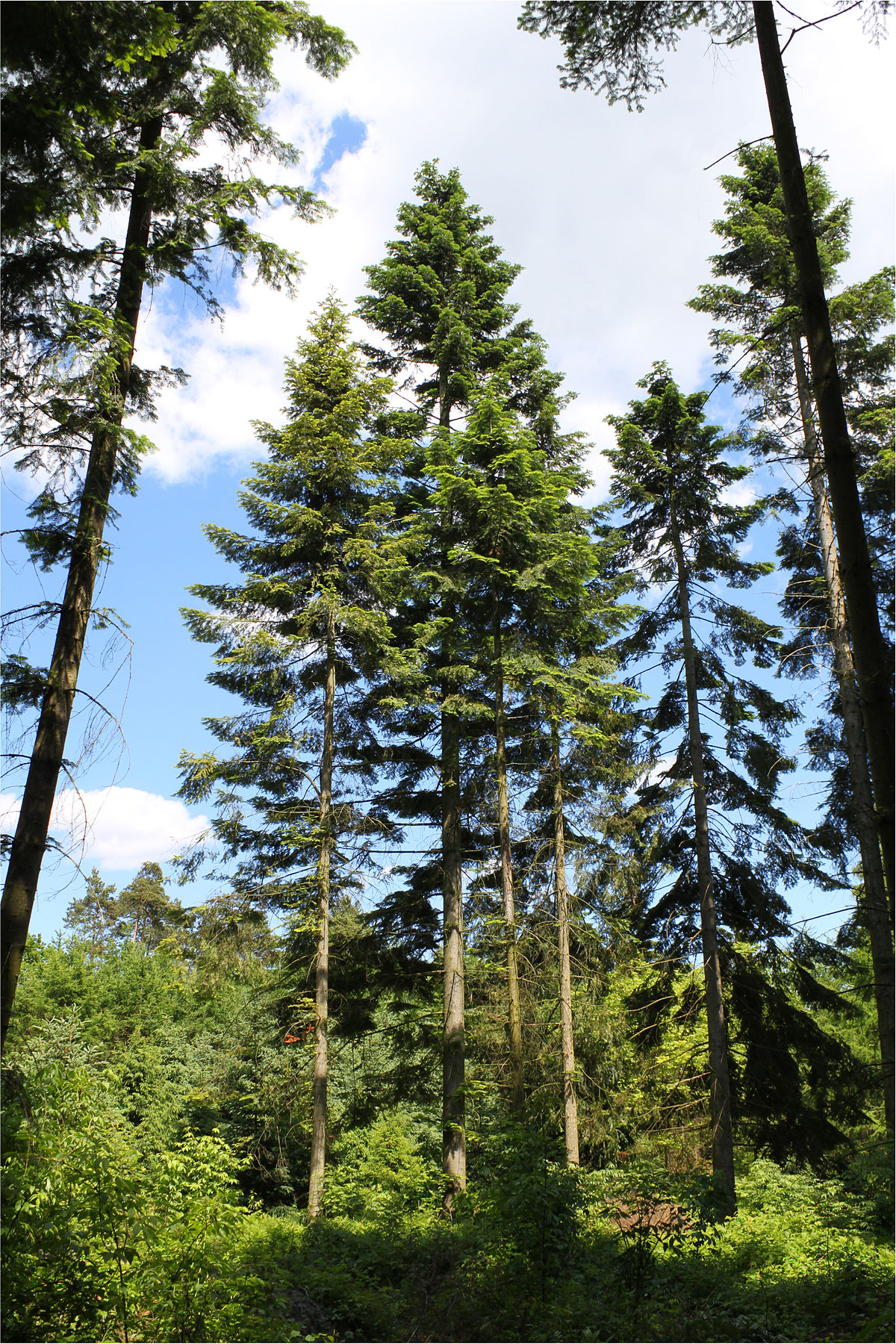 Annexe 1200px-Abies_grandis_Rogów_6.jpg