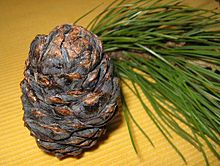 Annexe Cônes-Pinus_cembra-Wikipedia.jpg