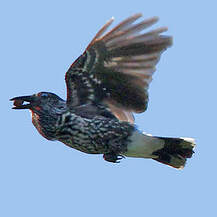 Annexe cassenoix.mouchete-oiseaux.net.jpg