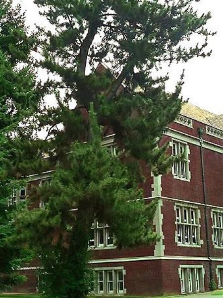 Annexe pin noir dAutriche.jpg