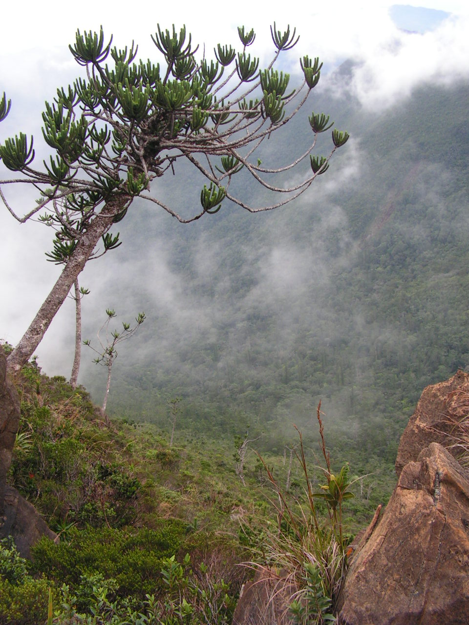 Annexe Araucaria muelleri.JPG