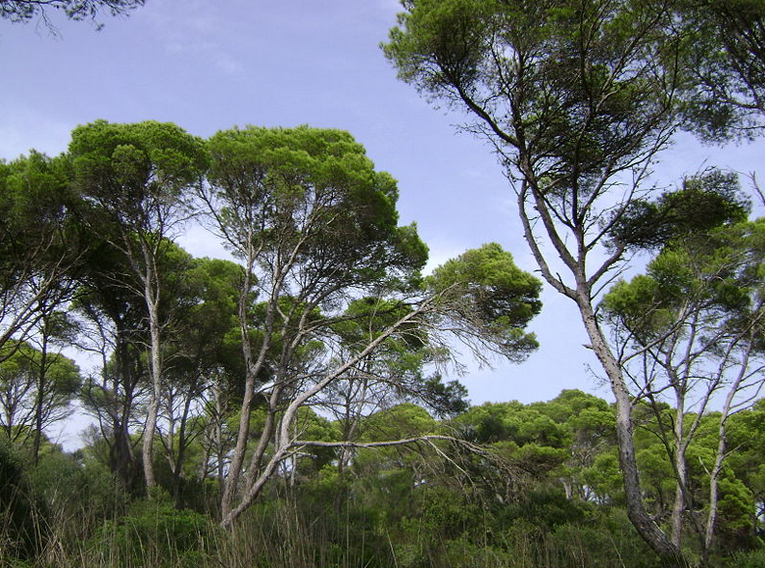 Annexe Pinus halepensis.png