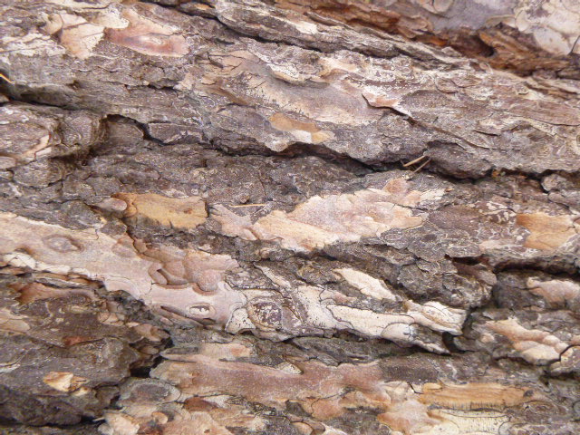 Annexe ecorce cedre.JPG