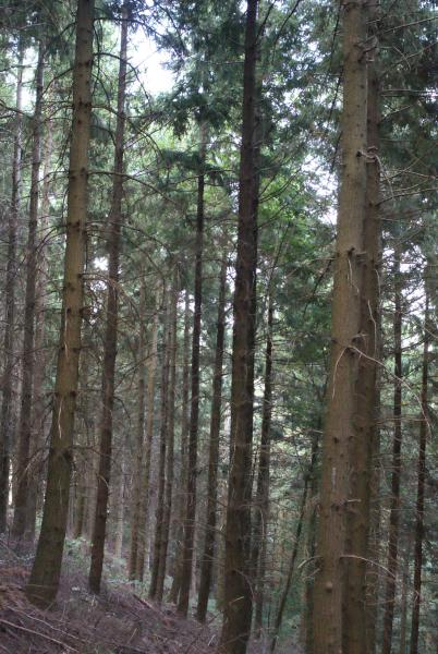 Annexe plantation de douglas.jpg