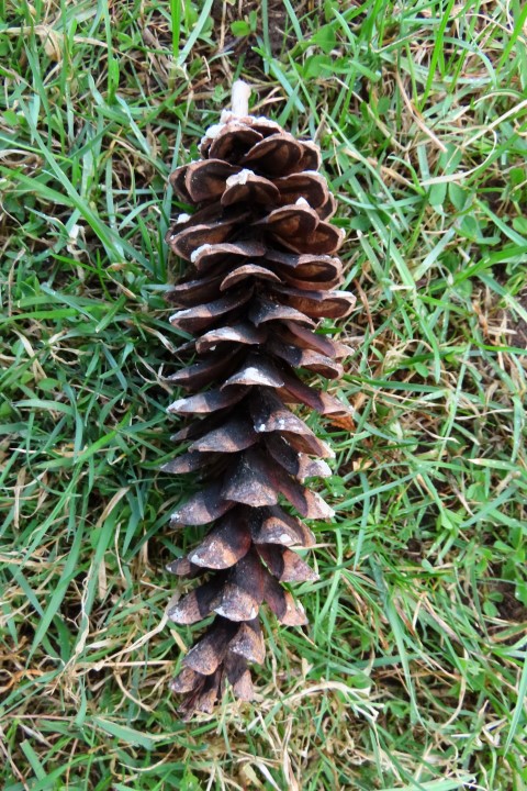 Annexe PinBlanc Cocotte Bibli Beloeil IMG_9679 (Small).JPG