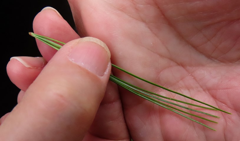 Annexe PinBlanc NatureActionQC IMG_9669 OK (Small).JPG