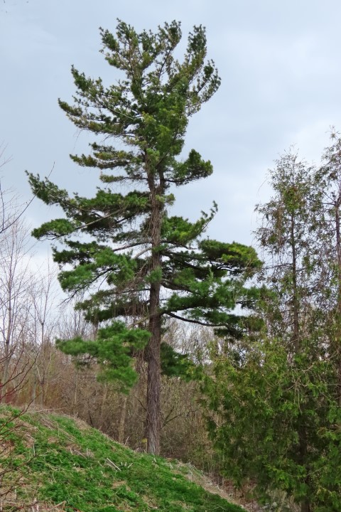 Annexe PinBlanc NatureActionQC IMG_9676 (Small).JPG