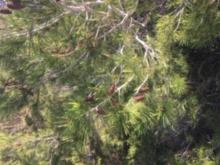 Annexe IMG_3533 Pinus halepensis.JPG