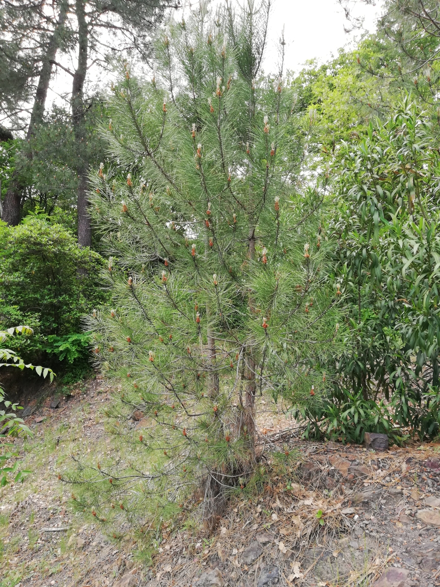 Annexe pin de Corte.jpg