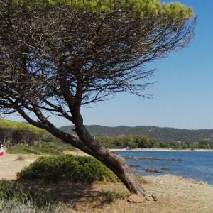 Annexe Pinus pinea.jpg