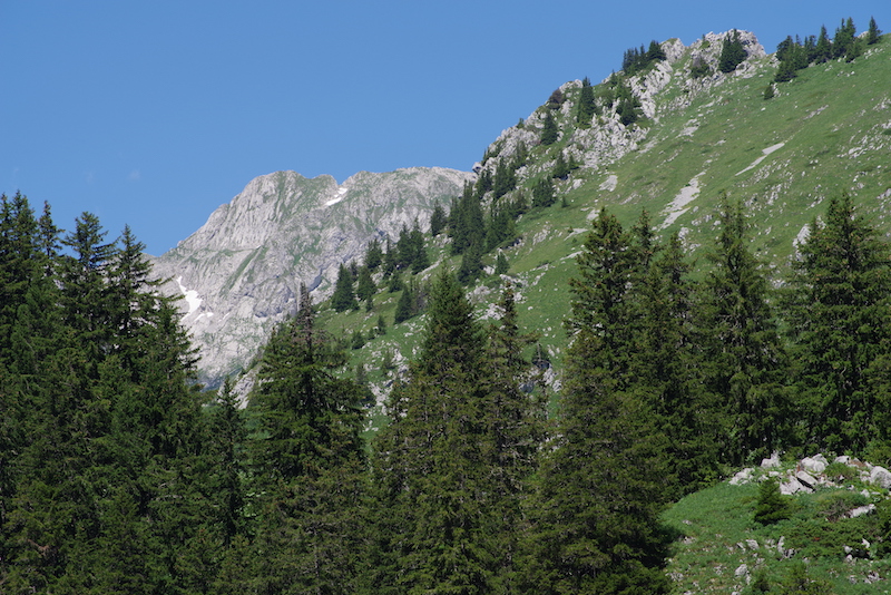 Annexe 2019_forêt74.jpg