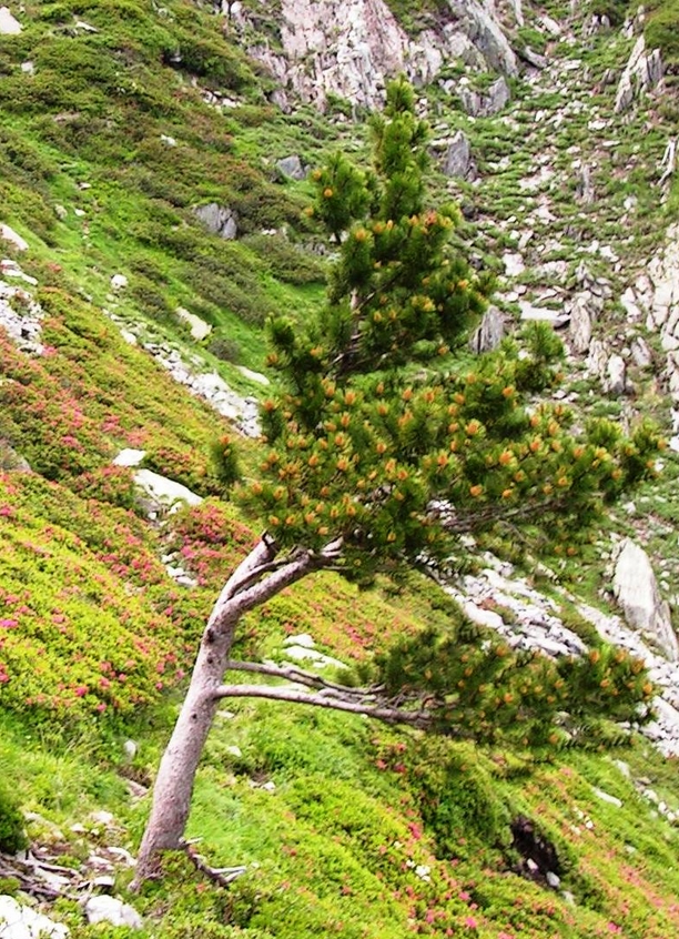 Annexe pin a crochet.jpg