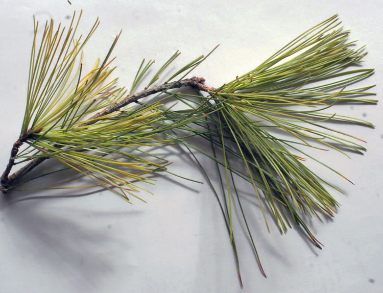 Annexe Pinus-strobus.jpg