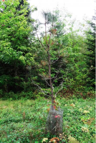 Annexe Capture d’écran 2020-05-05 à 03.04.55.png