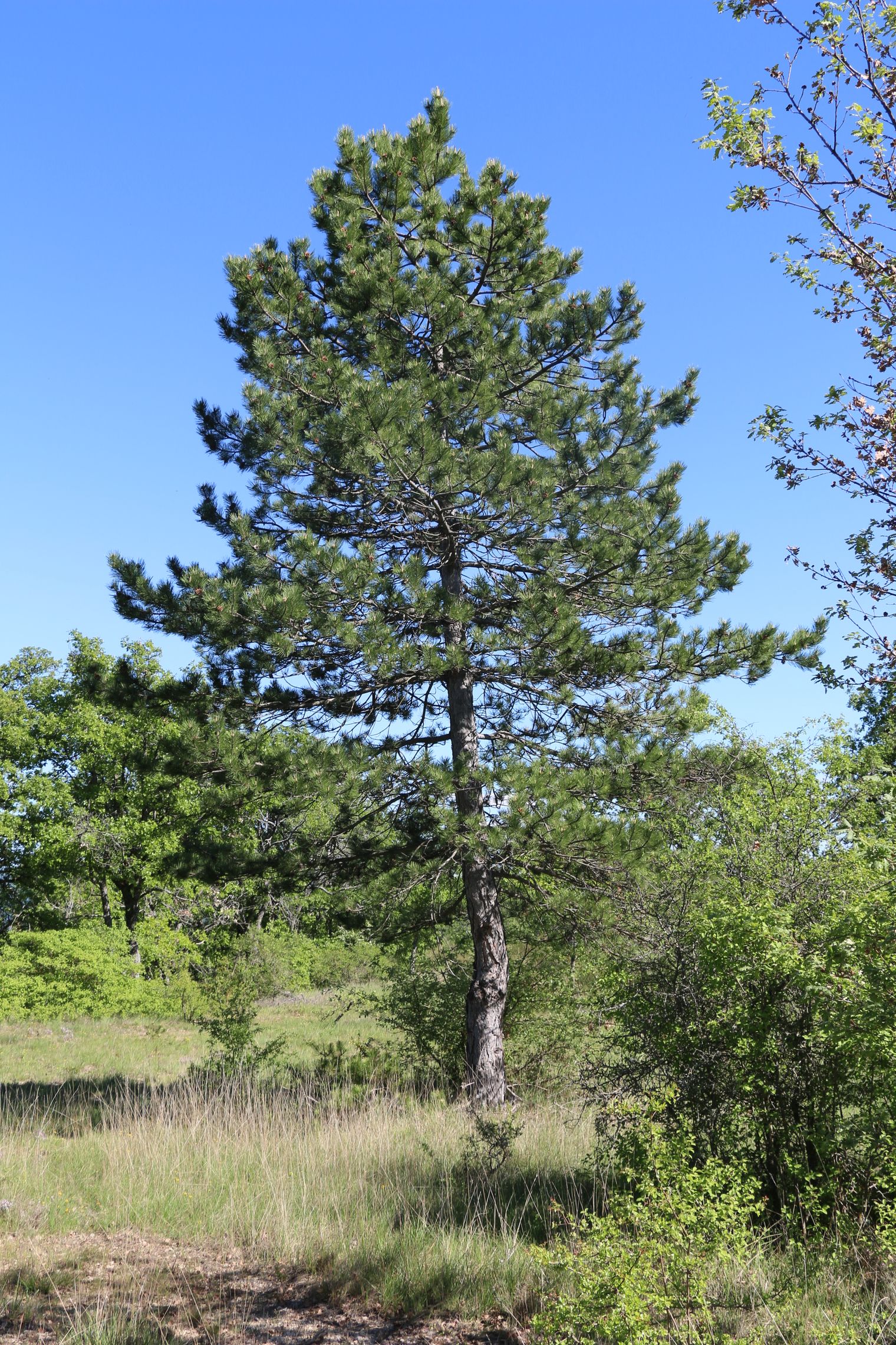 Annexe Pin noir dAutriche.JPG