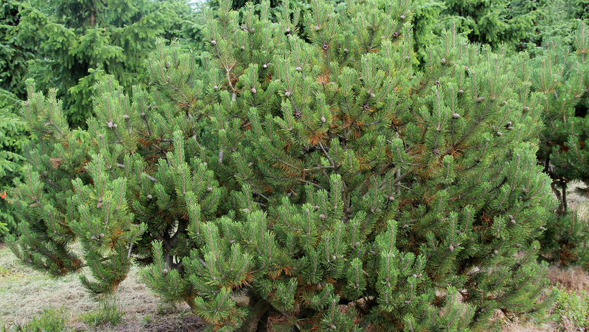 Annexe pinus-montana-shrub-1.jpg