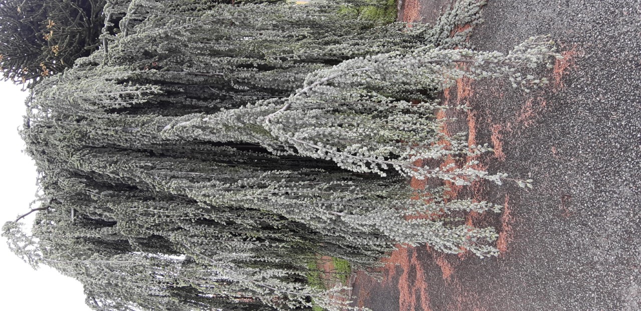 Annexe cèdre entier.jpg