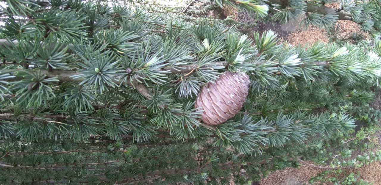 Annexe cèdre fruit.jpg