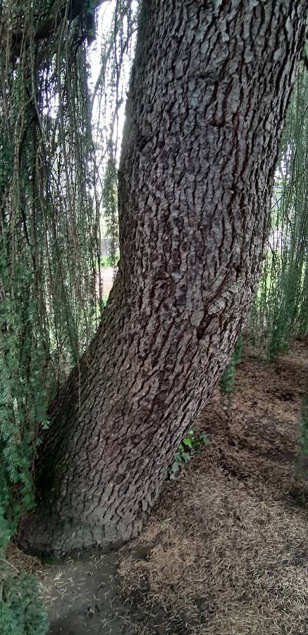 Annexe cedre écorce.JPEG