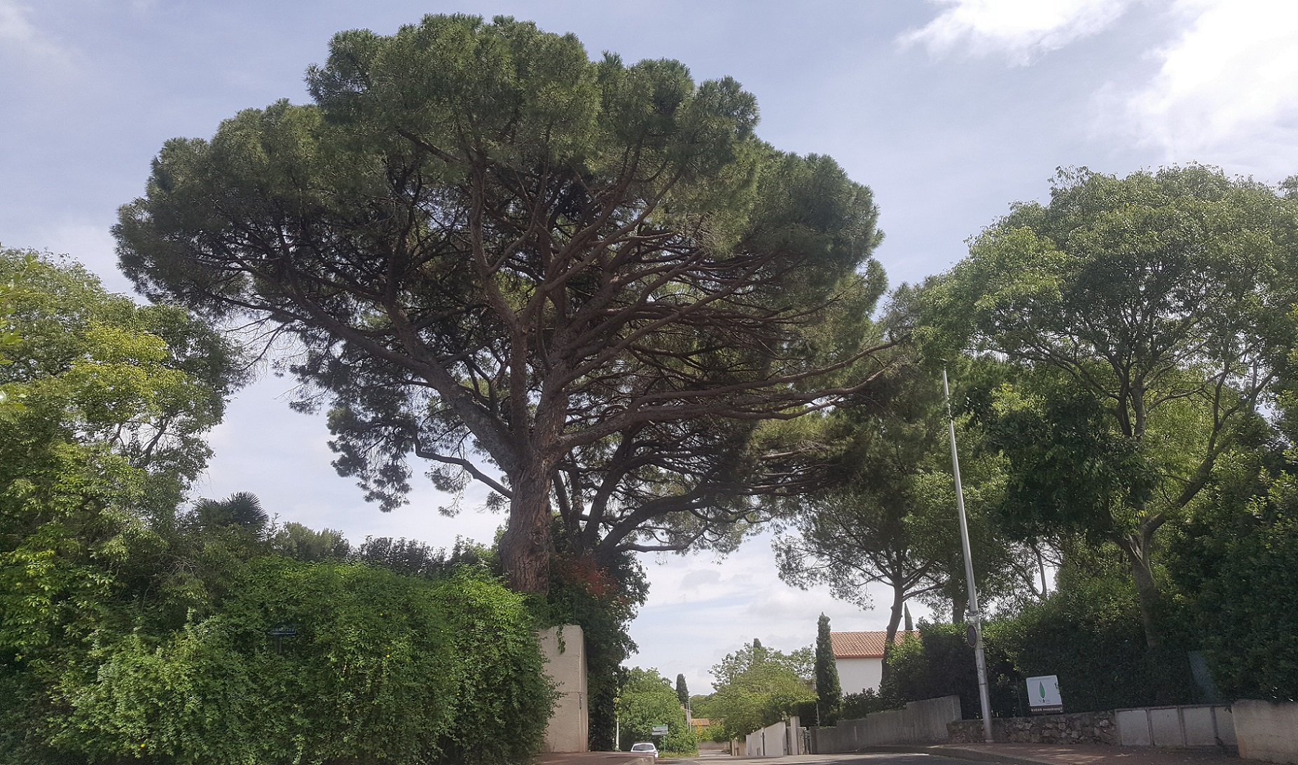 Annexe 2020 05 pin parasol 1.jpg