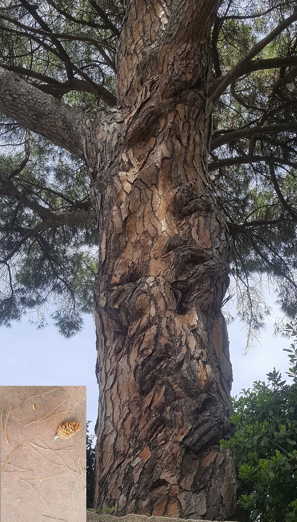 Annexe 2020 05 pin parasol 3.jpg