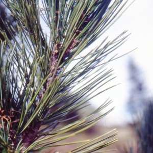 Annexe img-000111555CRS.jpg