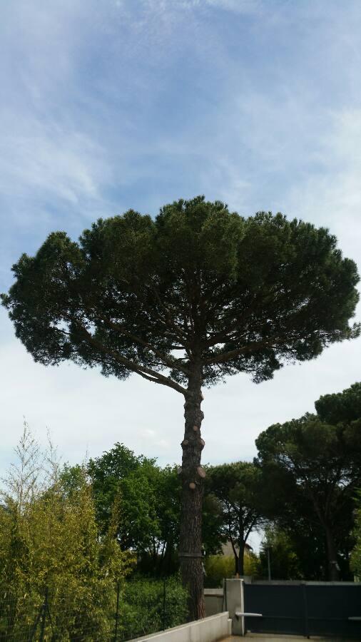 Annexe Pinus pinea L..jpg