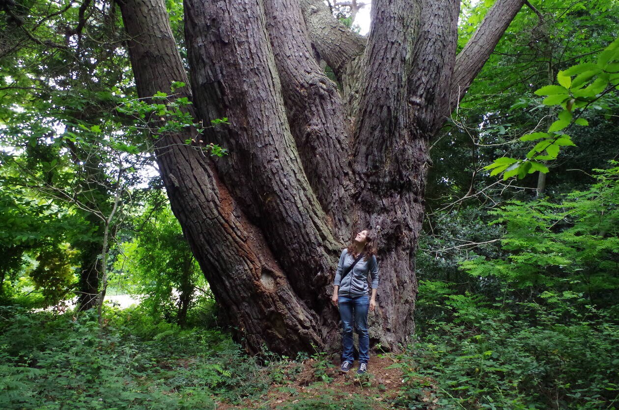 Annexe Pin de Monterey Loguivy de la mer.jpg