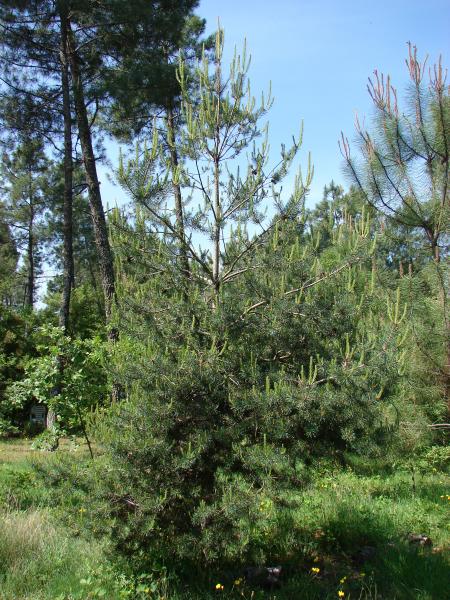 Annexe Pinus sylvestris L..jpg