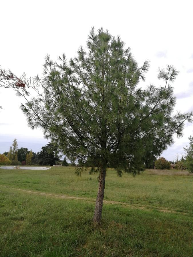 Annexe Pinus strobus L..jpg