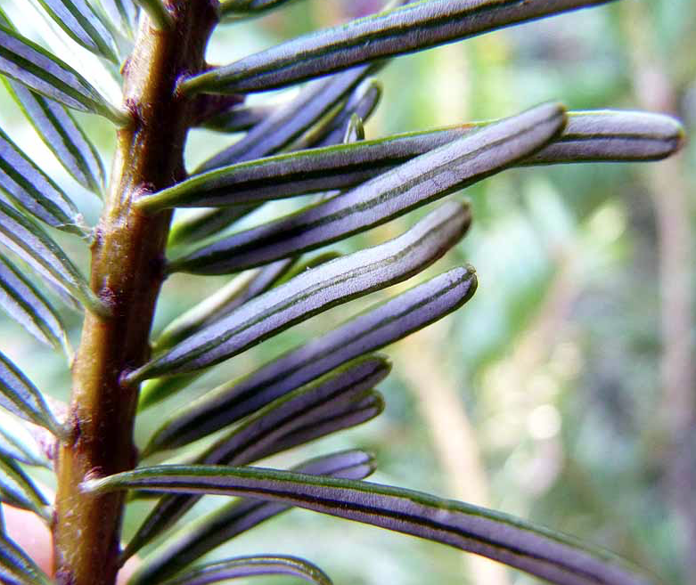 Annexe Capture d’écran 2020-05-05 à 19.40.40.png