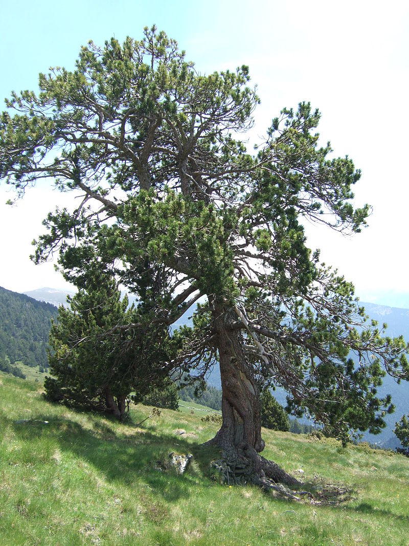 Annexe 800px-Pinus_uncinata0.JPG
