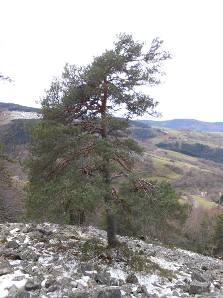 Annexe pin sylvestris.jpg