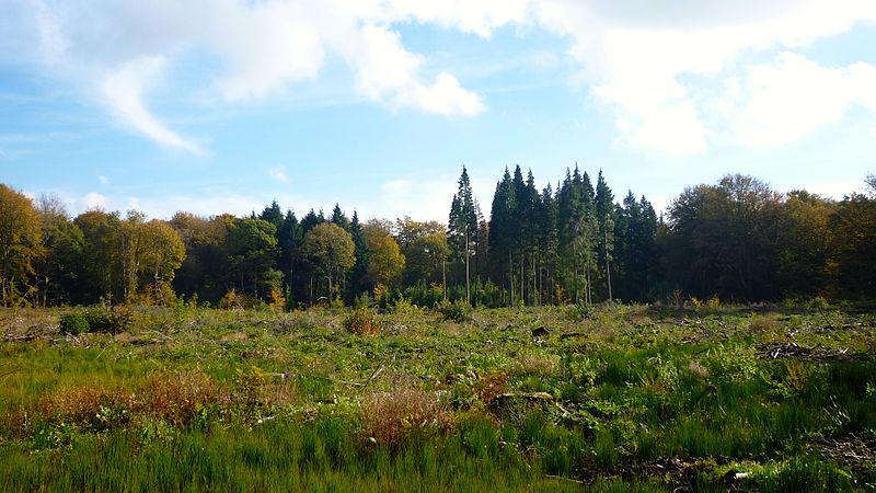 Annexe upload.wikimedia.orgwikipediacommonsthumb224Mise_%C3%A0_blanc_-_for%C3%AAt_de_la_V%C3%AAcqu%C3%A9e_%C3%A0_Seraing.jpg800px-Mise_%C3%A0_blanc_-_for%C3%AAt_de_la_V%C3%AAcqu%C3%A9e_%C3%A0_Seraing.jpg