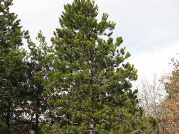 Annexe Pinus nigra subsp. laricio Maire.jpg