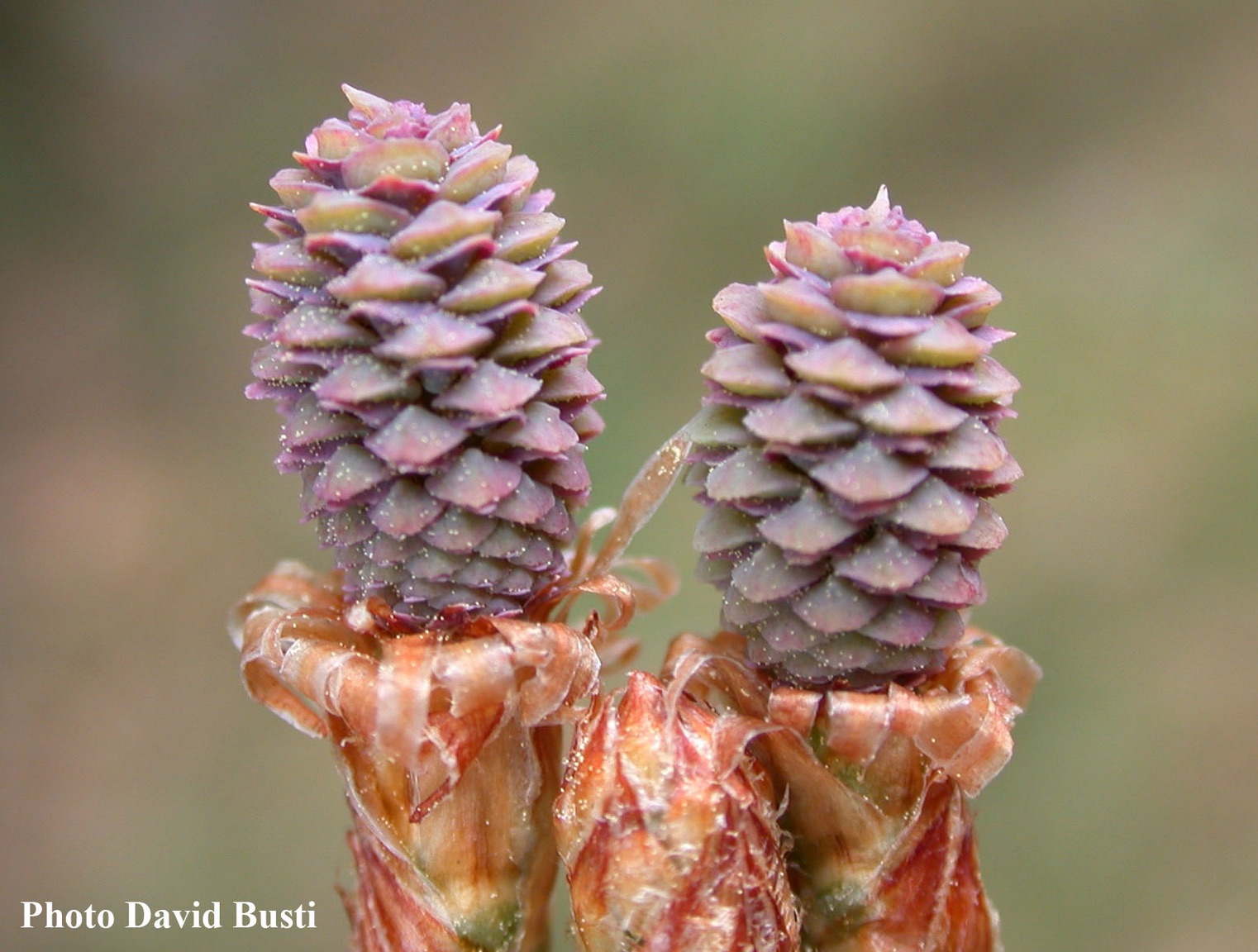 Annexe Cone femelle pin dalep.jpg