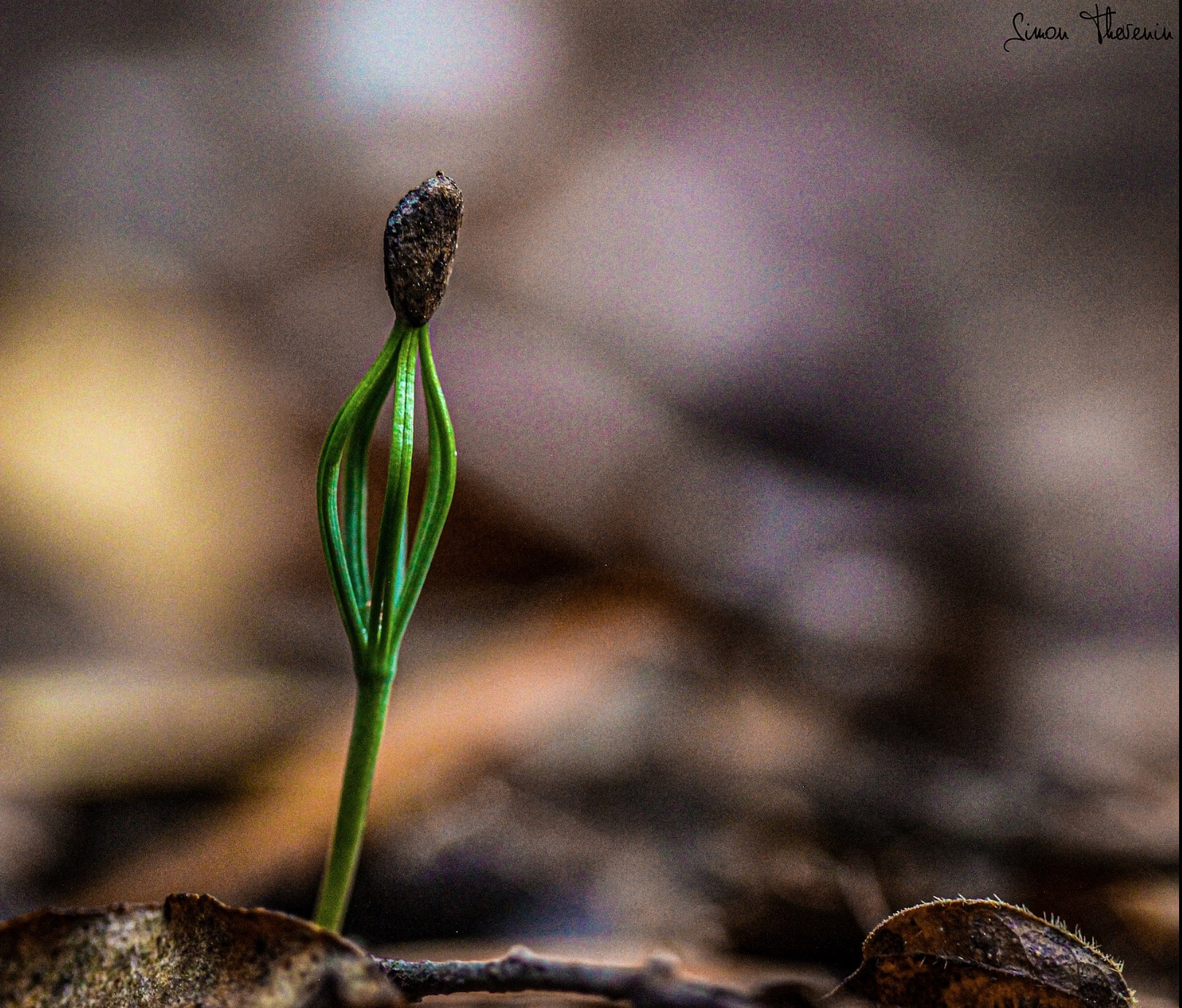 Annexe Pin dAlep stade juvénile.jpg