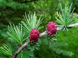 Annexe mélèze laricin1.jpg