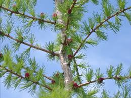 Annexe mélèze laricin3.jpg